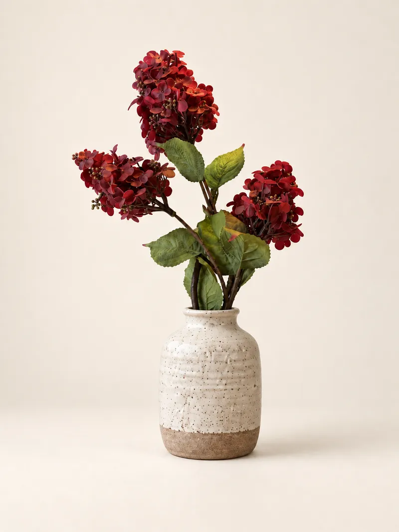 Hortensia — vinröd – Studiobild