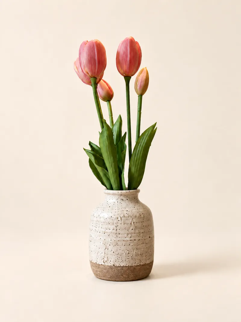 Tulpaner — rosa – Studiobild