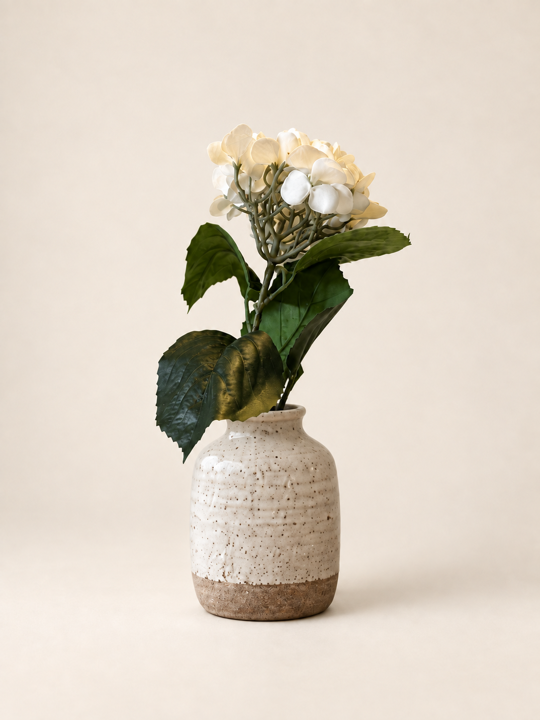 Hortensia — krämvit – Studiobild
