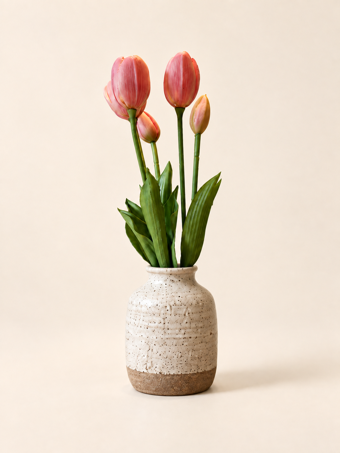 Tulpaner — rosa – Studiobild